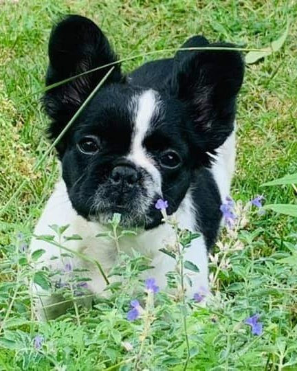 Blueberry, an adoptable French Bulldog in Toronto, ON, M6N 4R8 | Photo Image 2