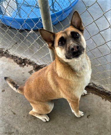 TANDOORI, an adoptable Shiba Inu, Shetland Sheepdog / Sheltie in Chico, CA, 95973 | Photo Image 2