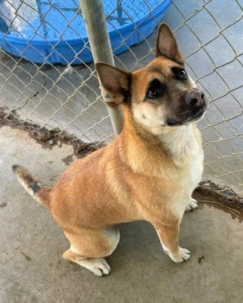 TANDOORI, an adoptable Shiba Inu, Shetland Sheepdog / Sheltie in Chico, CA, 95973 | Photo Image 3
