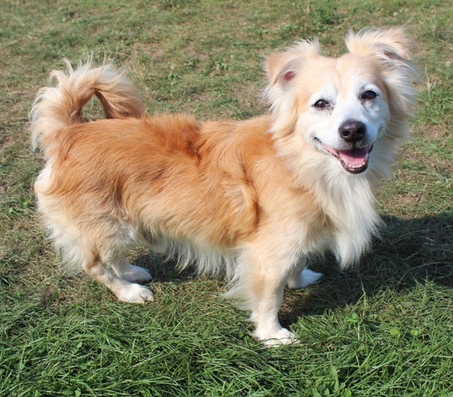 Orion, an adoptable Terrier in Beloit, WI, 53511 | Photo Image 1