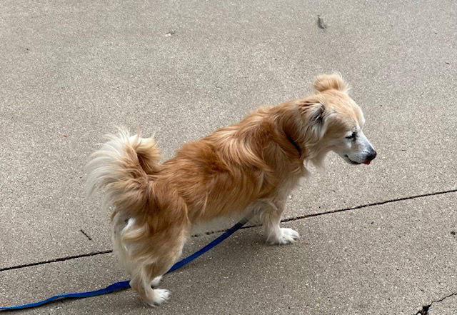 Orion, an adoptable Terrier in Beloit, WI, 53511 | Photo Image 2