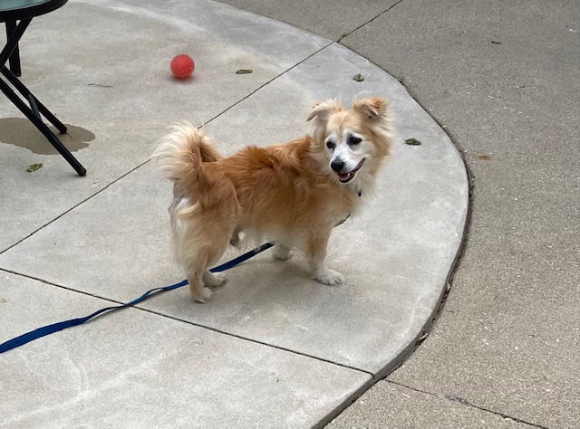 Orion, an adoptable Terrier in Beloit, WI, 53511 | Photo Image 3