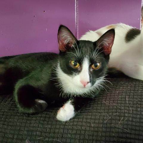 Zazu, an adoptable Domestic Short Hair in Rockingham, NC, 28379 | Photo Image 1