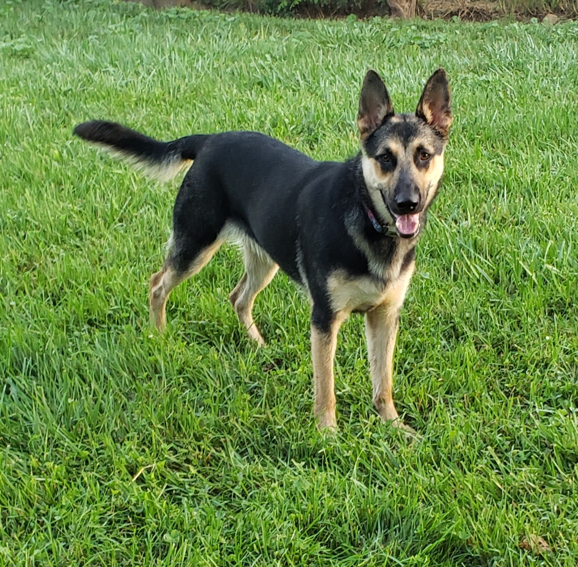 MARYLIN, an adoptable German Shepherd Dog in Middlebury, IN, 46540 | Photo Image 1