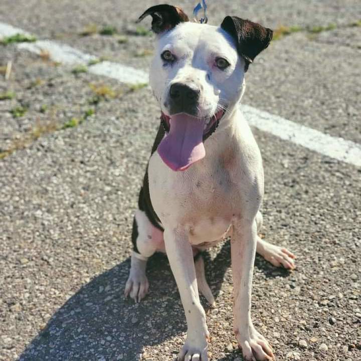 Deja, an adoptable Pit Bull Terrier in Detroit, MI, 48202 | Photo Image 2