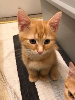 Cats For Adoption Near Ottawa On Petfinder
