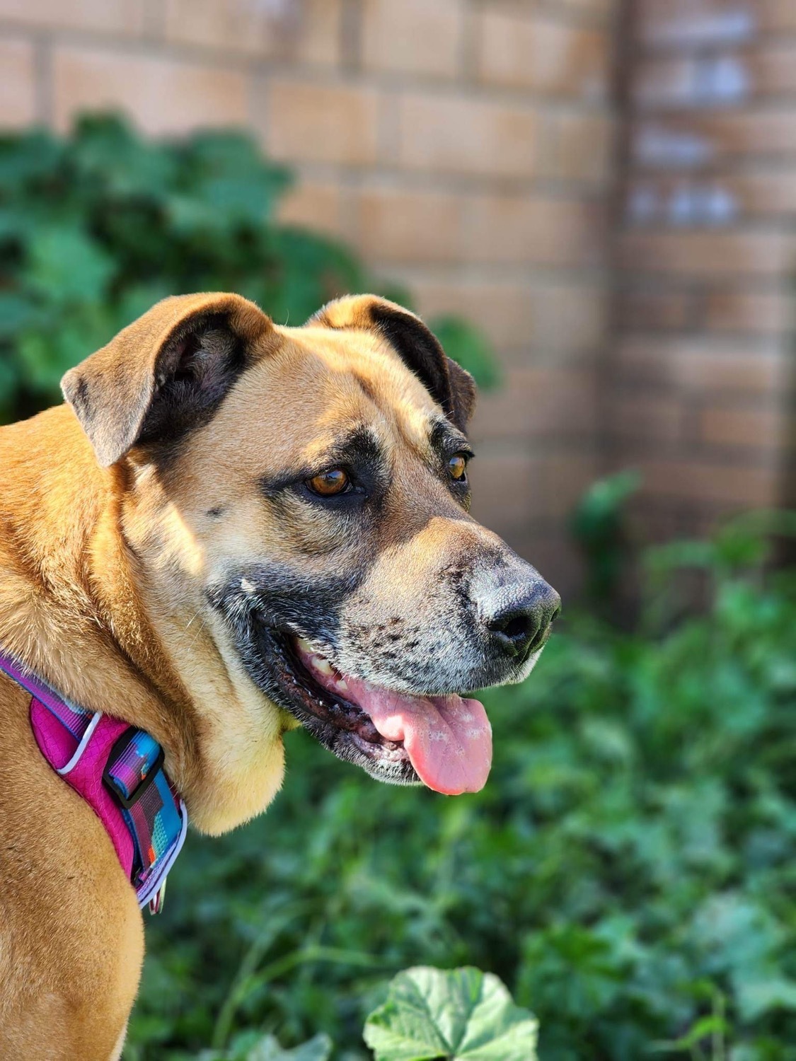Reba, an adoptable Mastiff in Visalia, CA, 93277 | Photo Image 3