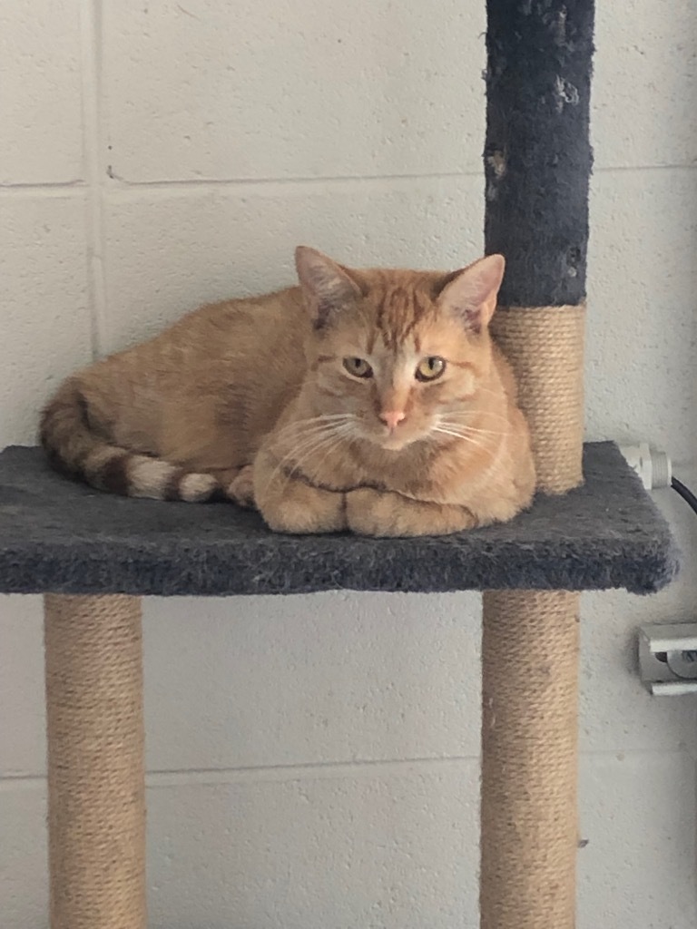 Jimmy, an adoptable Domestic Medium Hair in Dalton, GA, 30721 | Photo Image 1