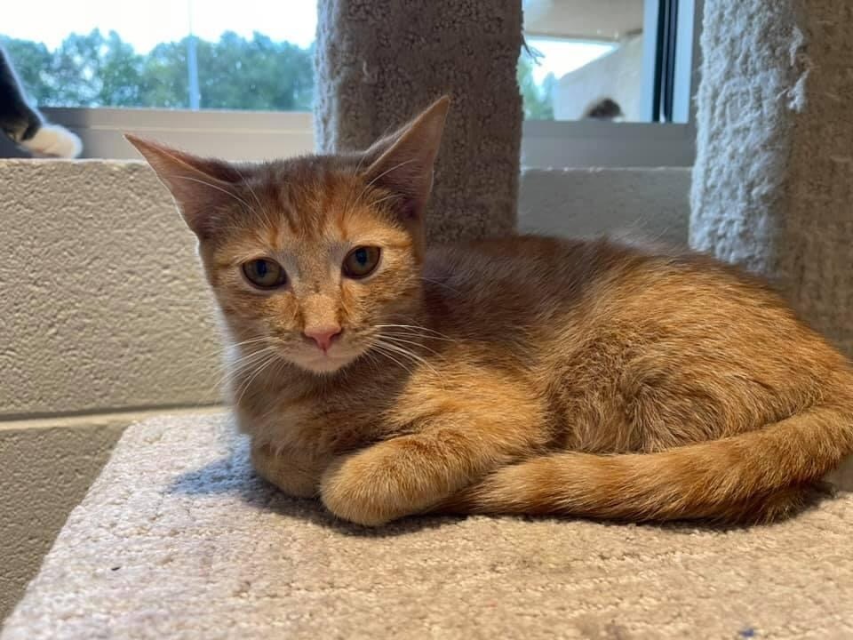 Jimmy, an adoptable Domestic Medium Hair in Dalton, GA, 30721 | Photo Image 3