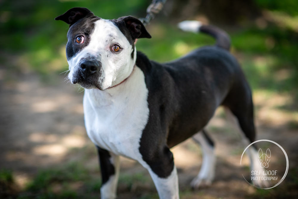 Blake, an adoptable Pit Bull Terrier, Labrador Retriever in Brewster , NY, 10509 | Photo Image 4
