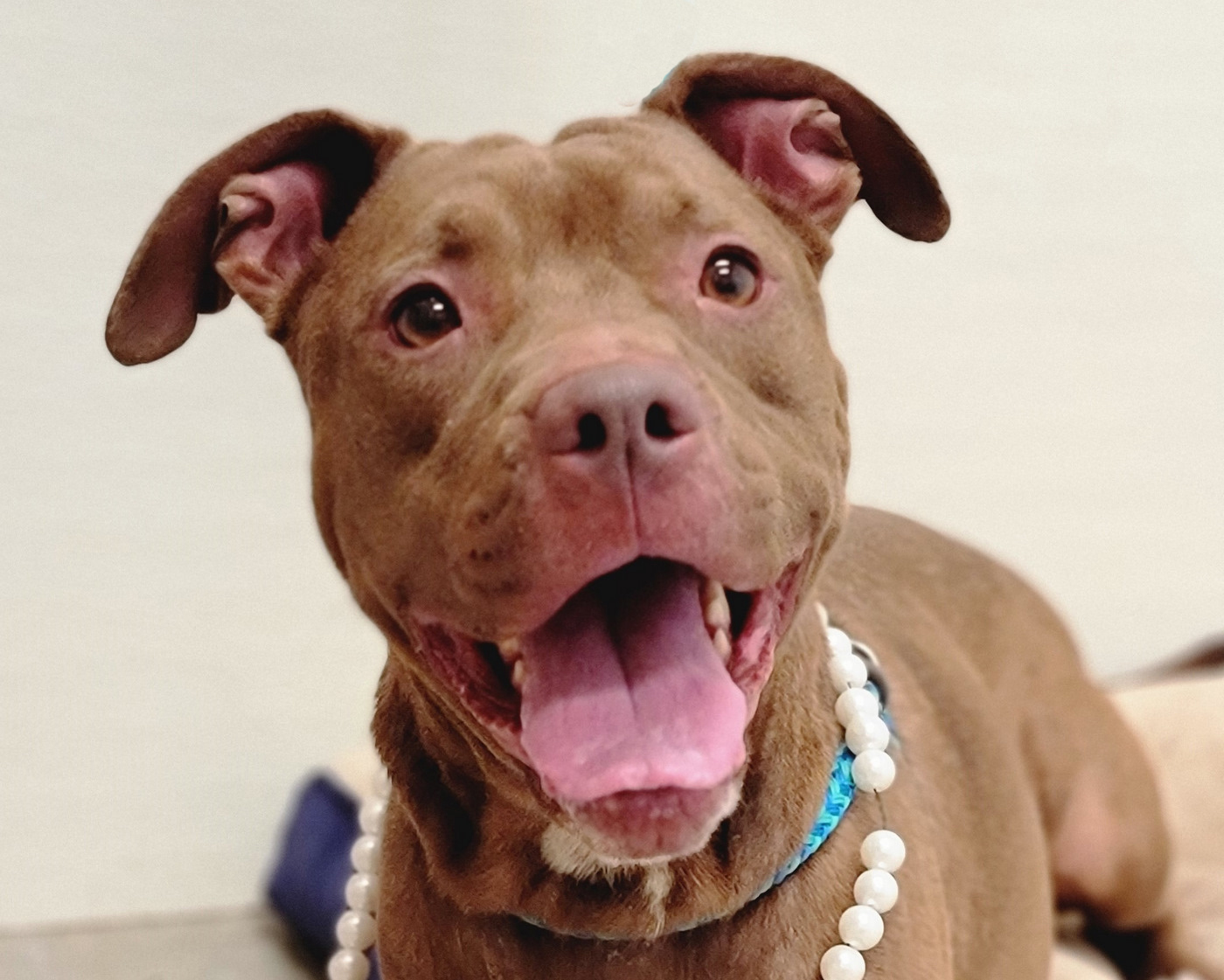 Chrissy, an adoptable Pit Bull Terrier in Anniston, AL, 36201 | Photo Image 2