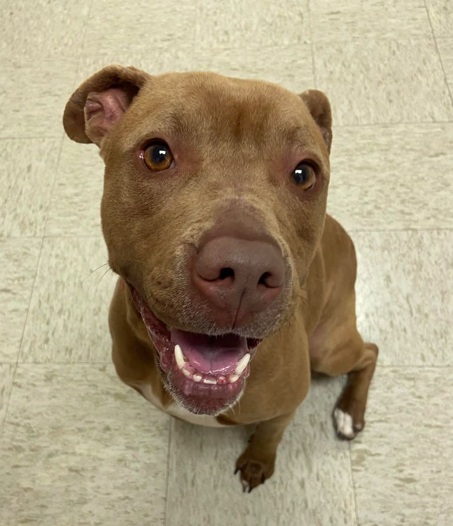 Chrissy, an adoptable Pit Bull Terrier in Anniston, AL, 36201 | Photo Image 3