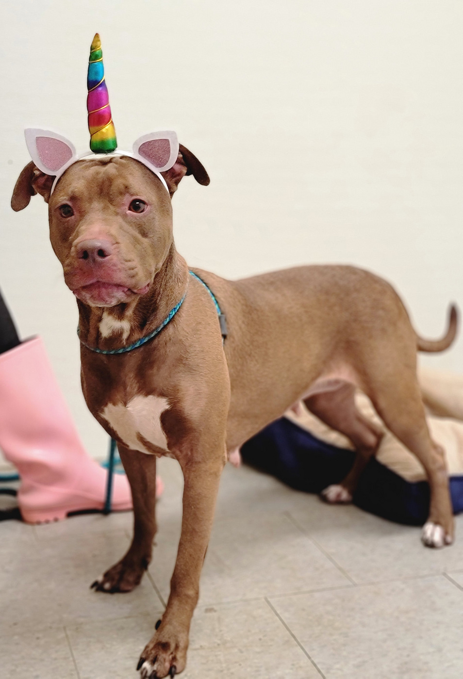 Chrissy, an adoptable Pit Bull Terrier in Anniston, AL, 36201 | Photo Image 4