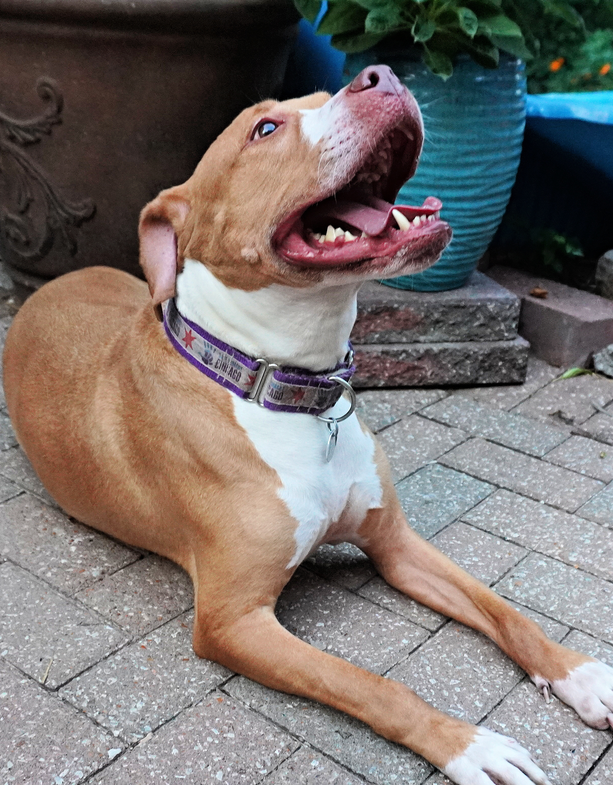 Rooster, an adoptable Boxer, Pit Bull Terrier in O'Fallon, MO, 63366 | Photo Image 3