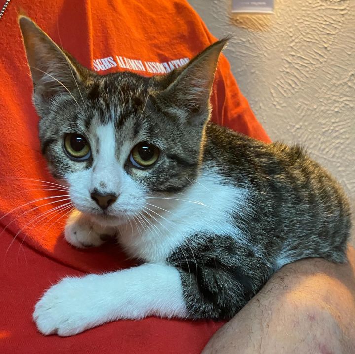 Cat for adoption Mariel, a Domestic Short Hair & Tabby Mix in Dallas