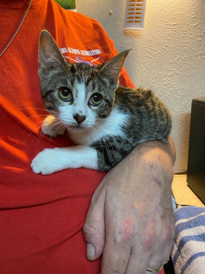 Cat for adoption Mariel, a Domestic Short Hair & Tabby Mix in Dallas