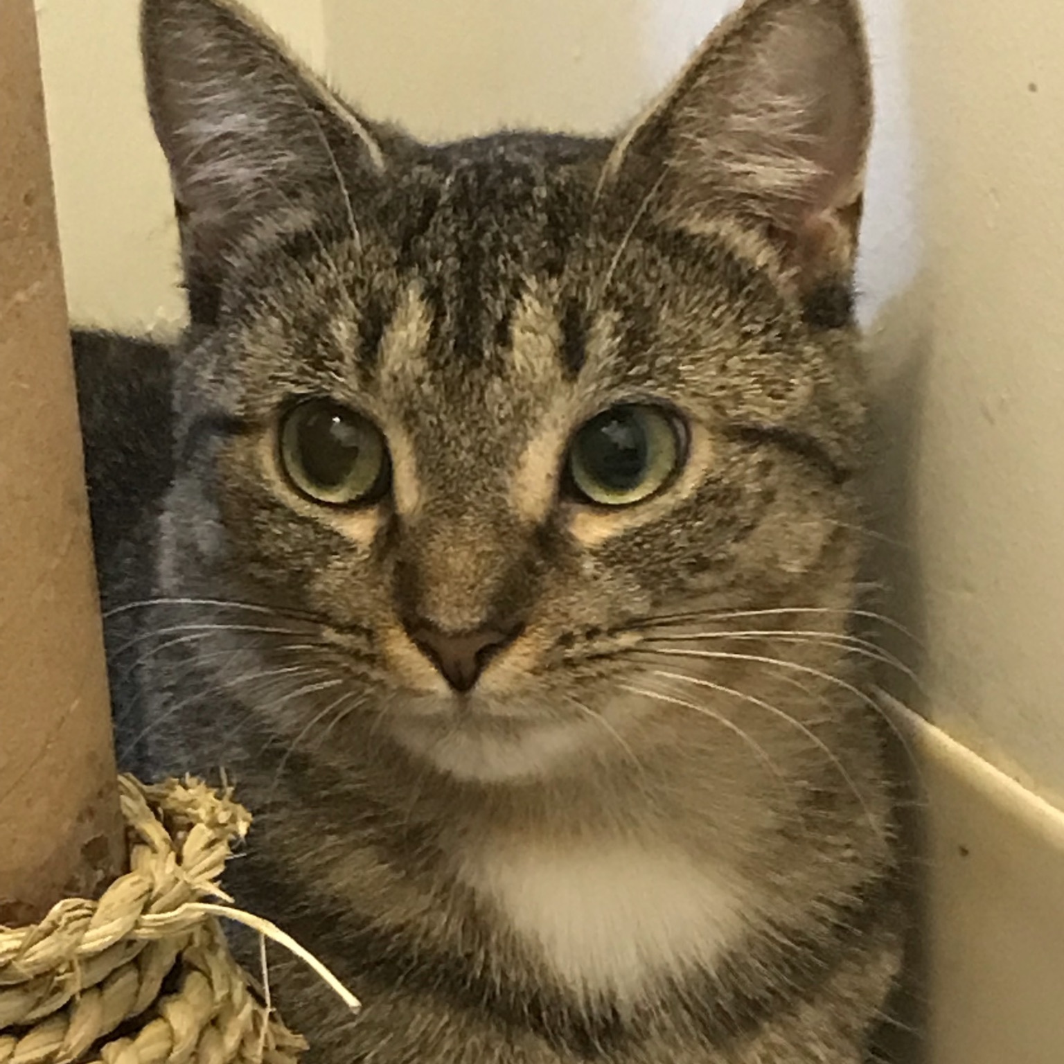 Zola, an adoptable Domestic Short Hair in Hopkinsville, KY, 42240 | Photo Image 2