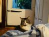 Courtesy Post: Etta photo 5