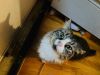 Courtesy Post: Etta photo 6