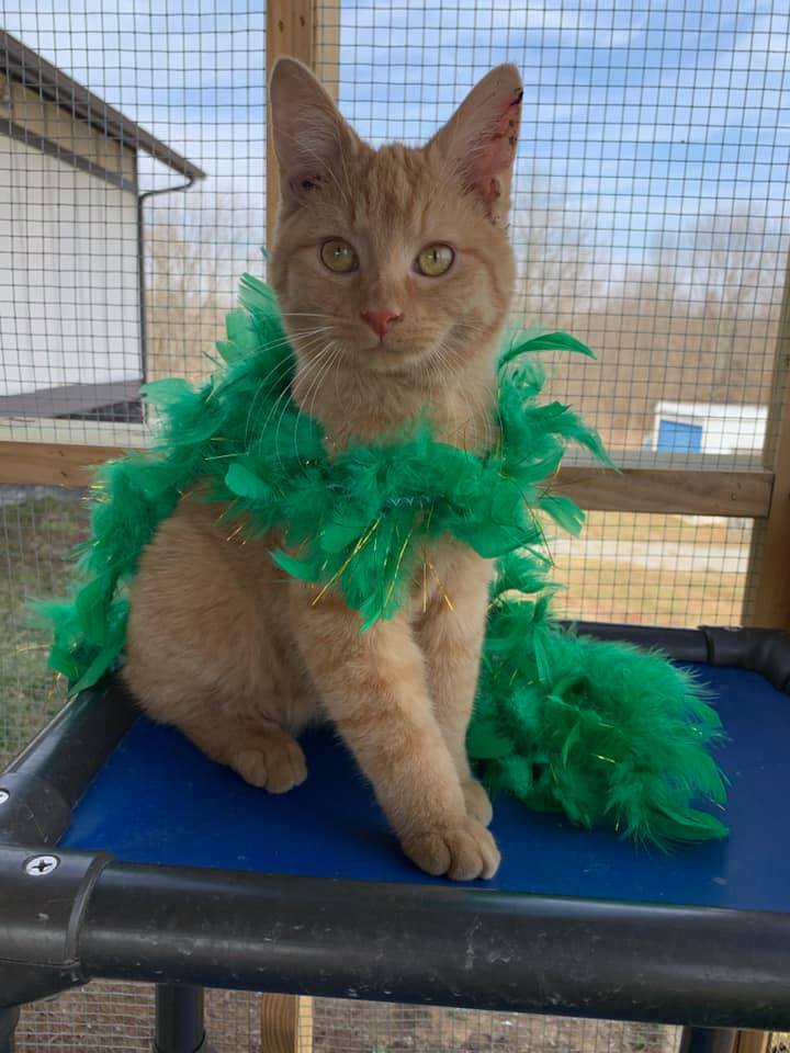 Alf, an adoptable Domestic Short Hair in Shelbyville, KY, 40065 | Photo Image 2