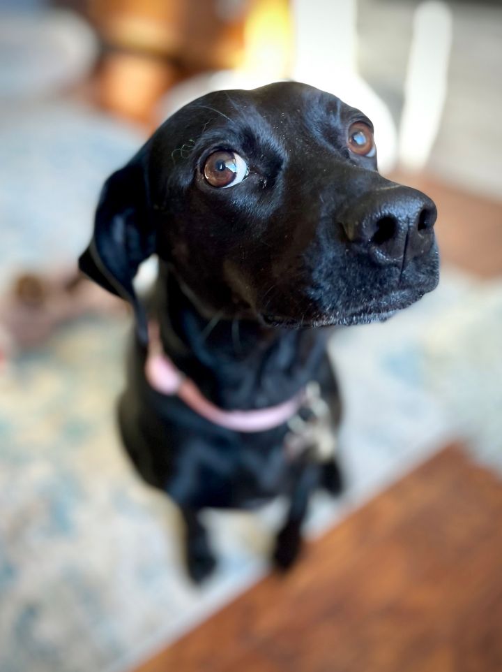 Reaghan, an adopted Beagle & Dachshund Mix in Palatine, IL_image-5