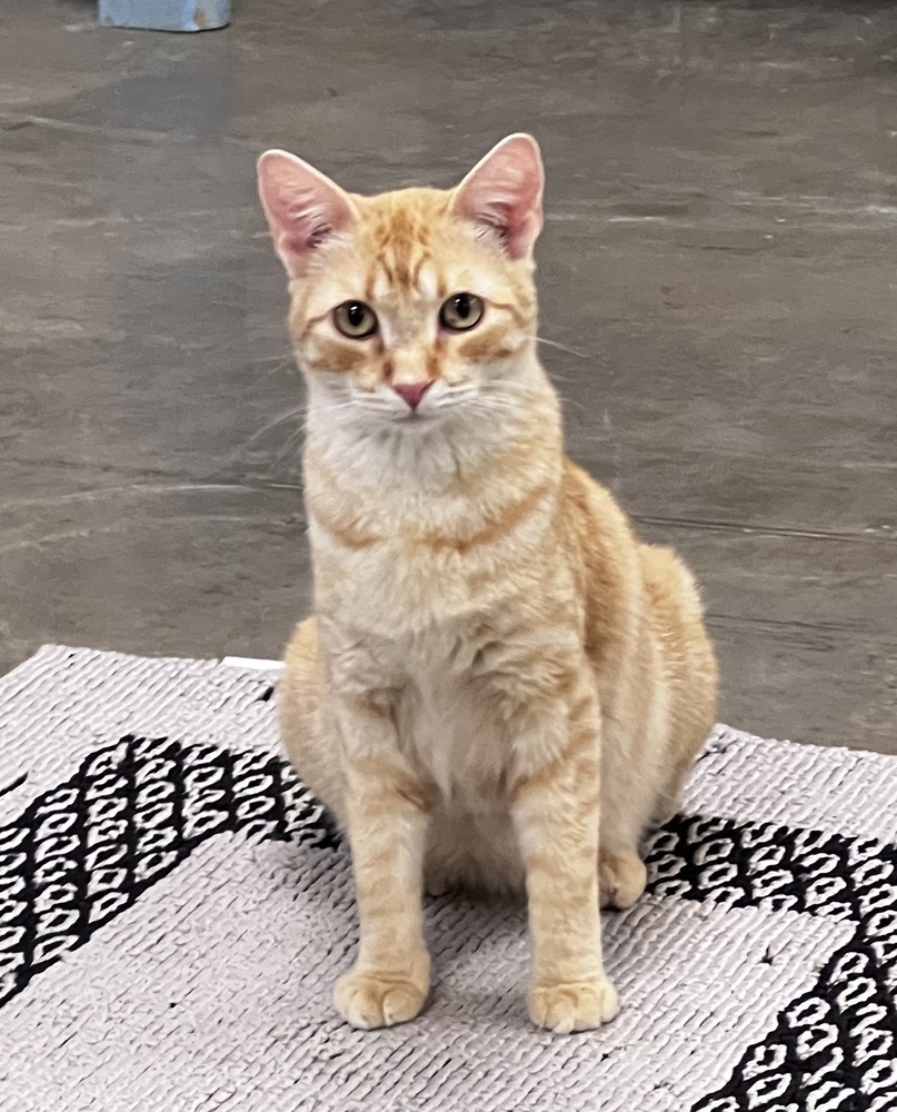 Cornbread, an adoptable Domestic Short Hair in Bartlesville, OK, 74006 | Photo Image 1