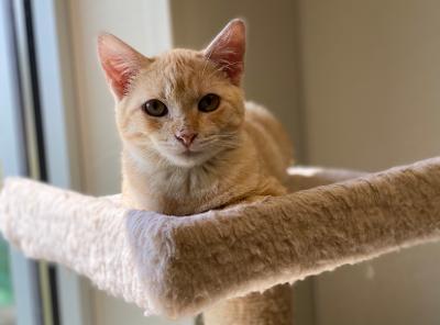 Cornbread, an adoptable Domestic Short Hair in Bartlesville, OK, 74006 | Photo Image 3