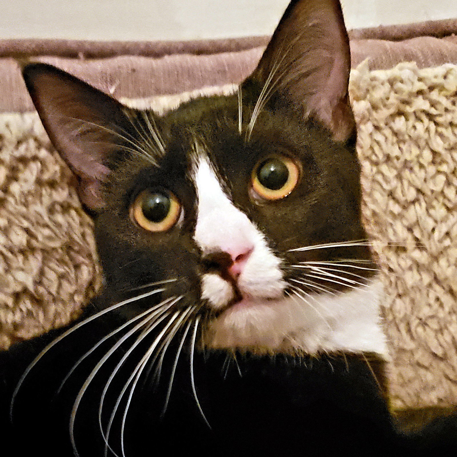 Emmie