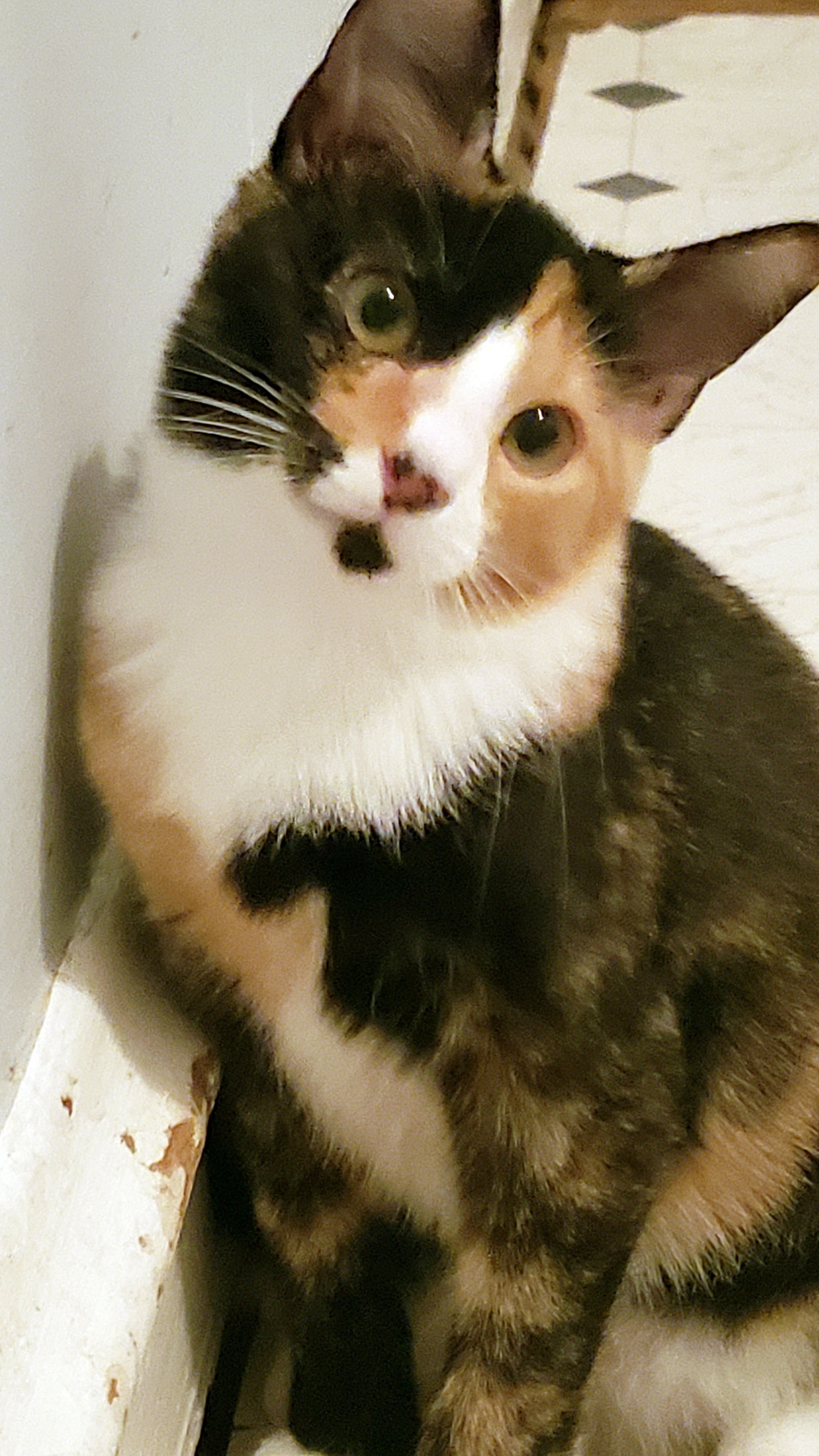 Edie