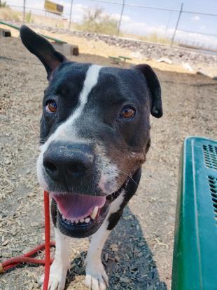 RAVEN, an adoptable Pit Bull Terrier in Albuquerque, NM, 87112 | Photo Image 1