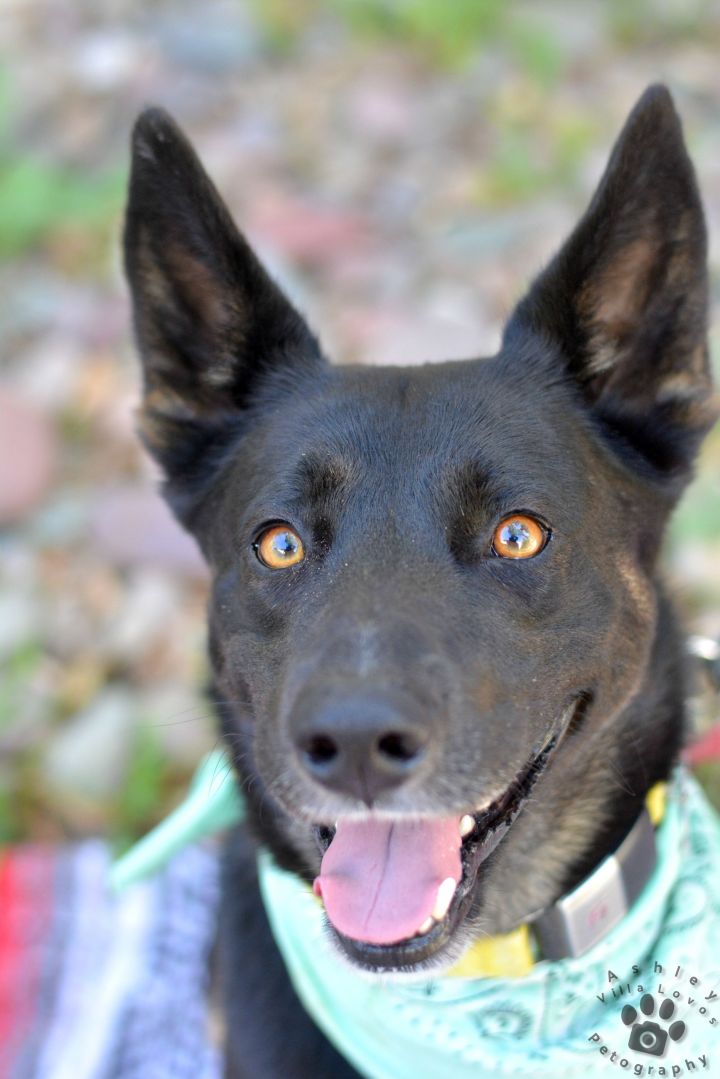Mr O'Neill, an adoptable German Shepherd Dog Mix in Murrieta, CA_image-4