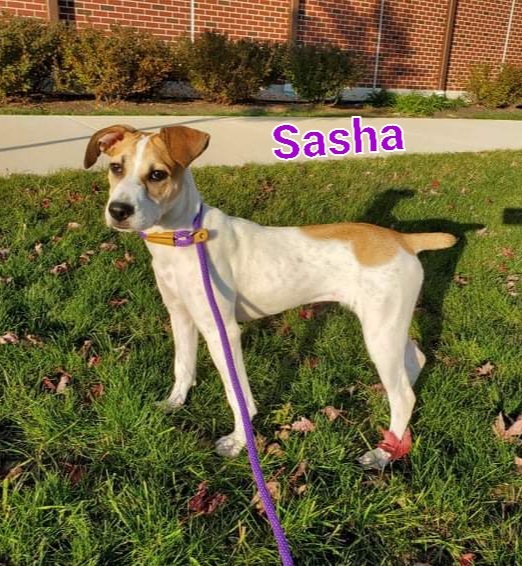Sasha 