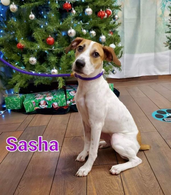 Sasha 