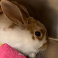 Popcorn, an adopted Bunny Rabbit Mix in Bellingham, WA_image-2