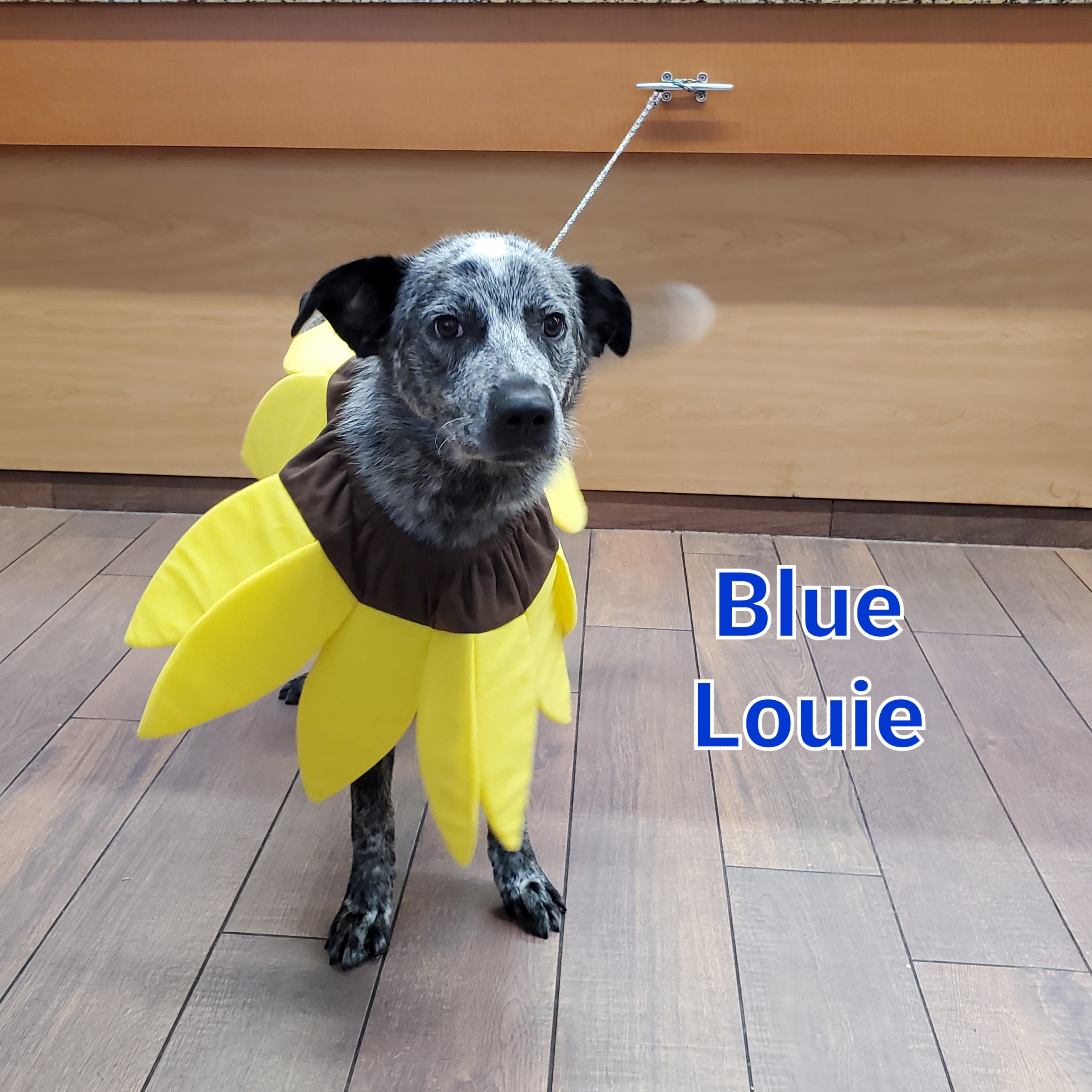 Blue Louie detail page