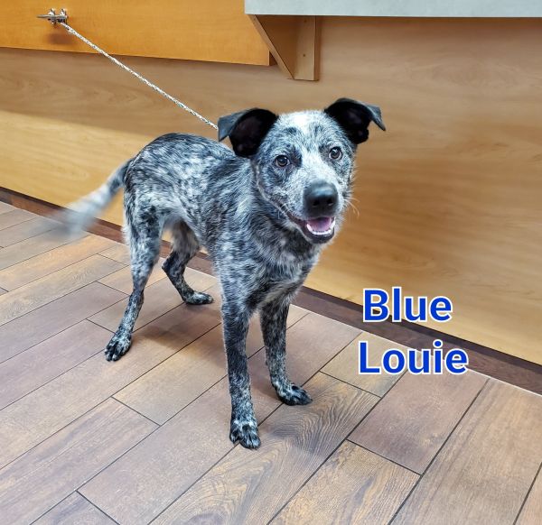 Blue Louie 
