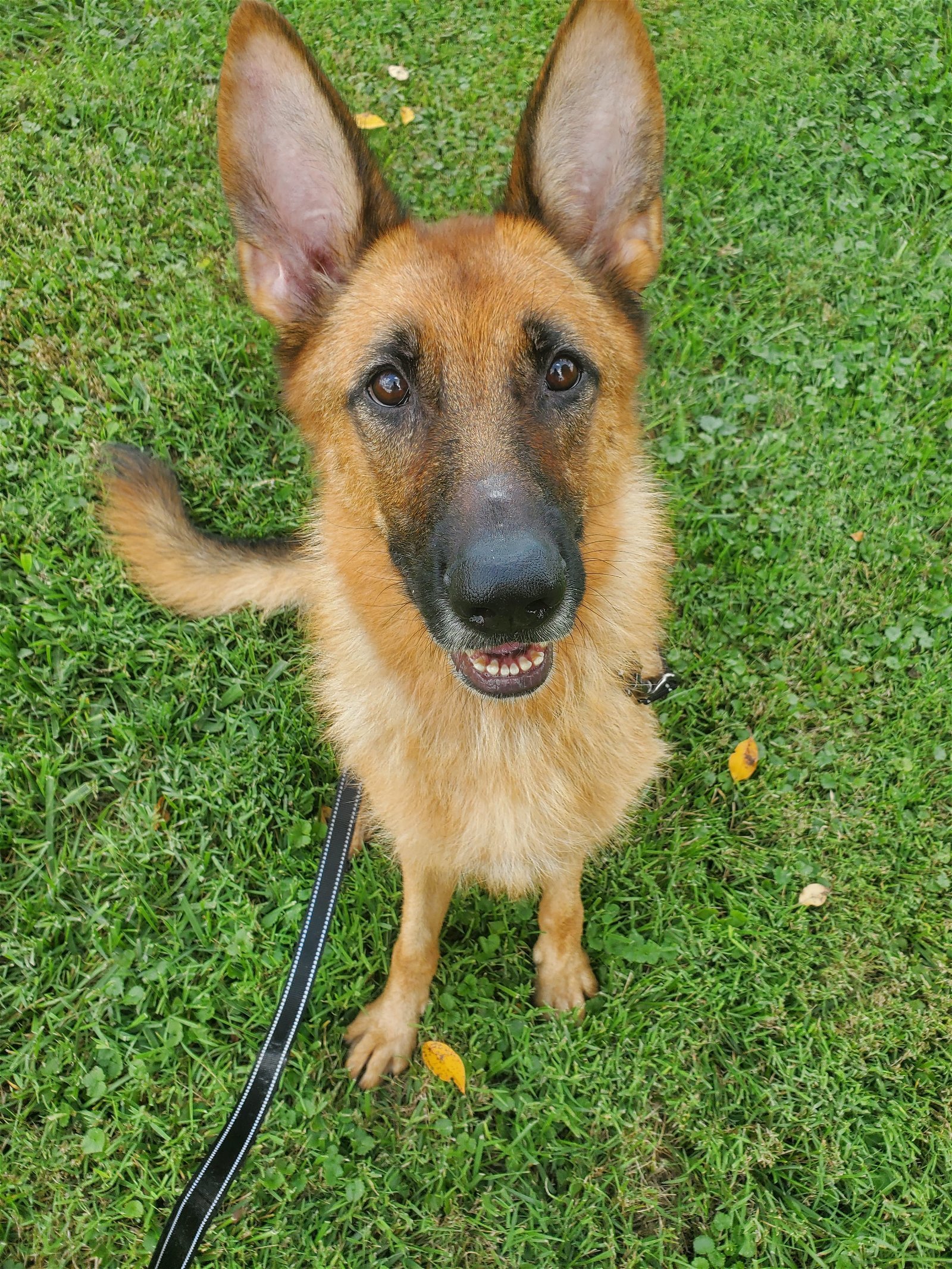 Layla, an adoptable German Shepherd Dog in Louisville, KY, 40243 | Photo Image 1