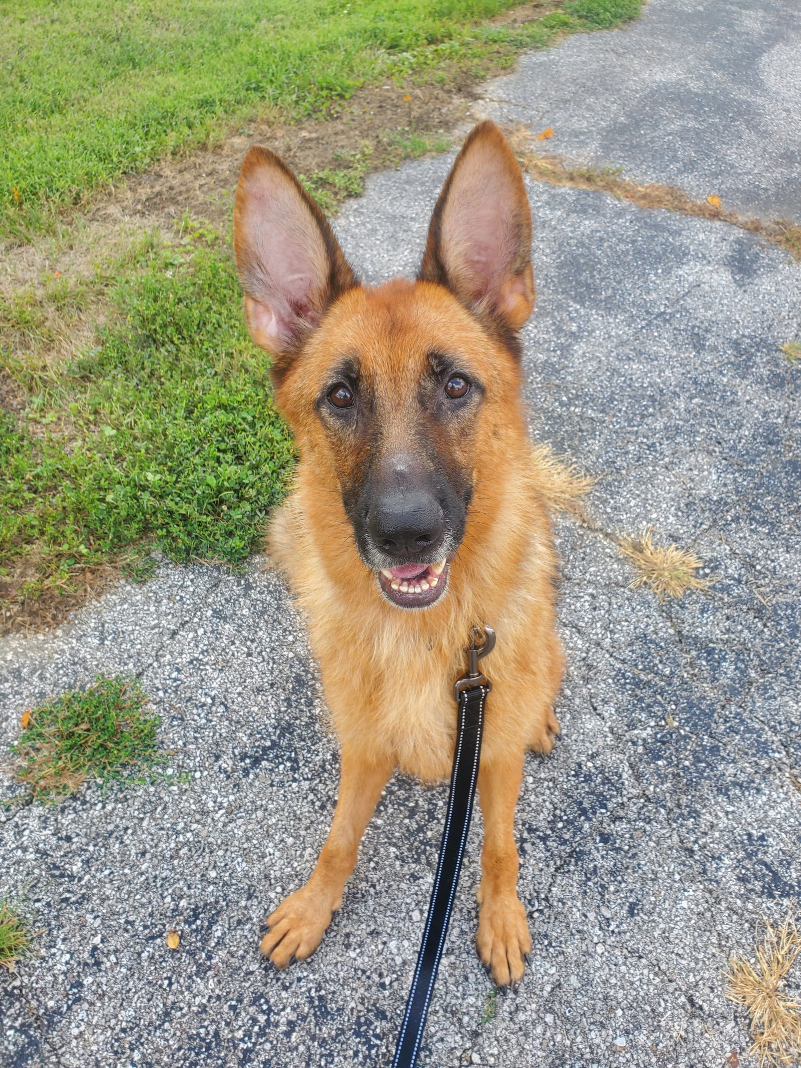 Layla, an adoptable German Shepherd Dog in Louisville, KY, 40243 | Photo Image 2