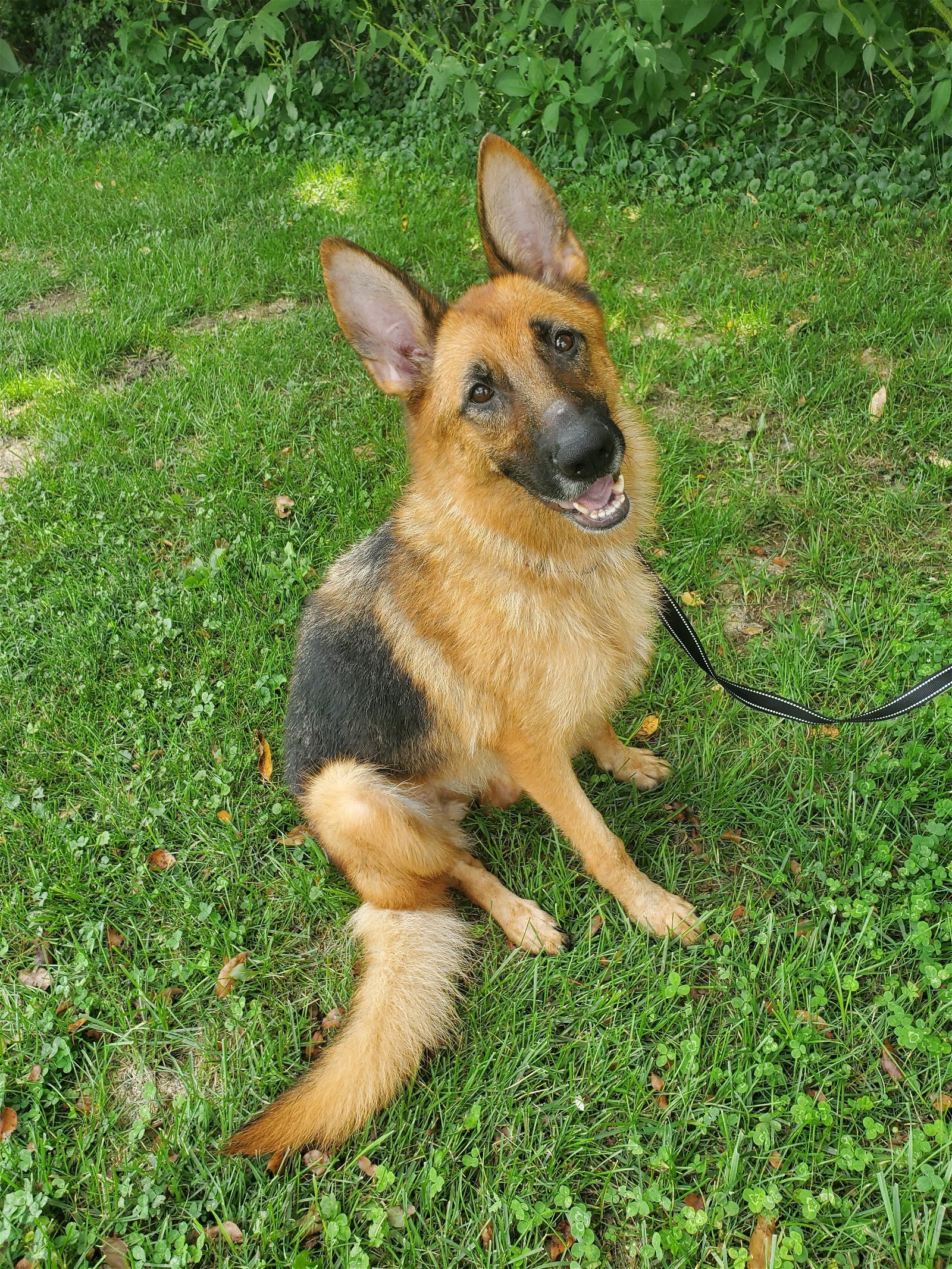 Layla, an adoptable German Shepherd Dog in Louisville, KY, 40243 | Photo Image 3