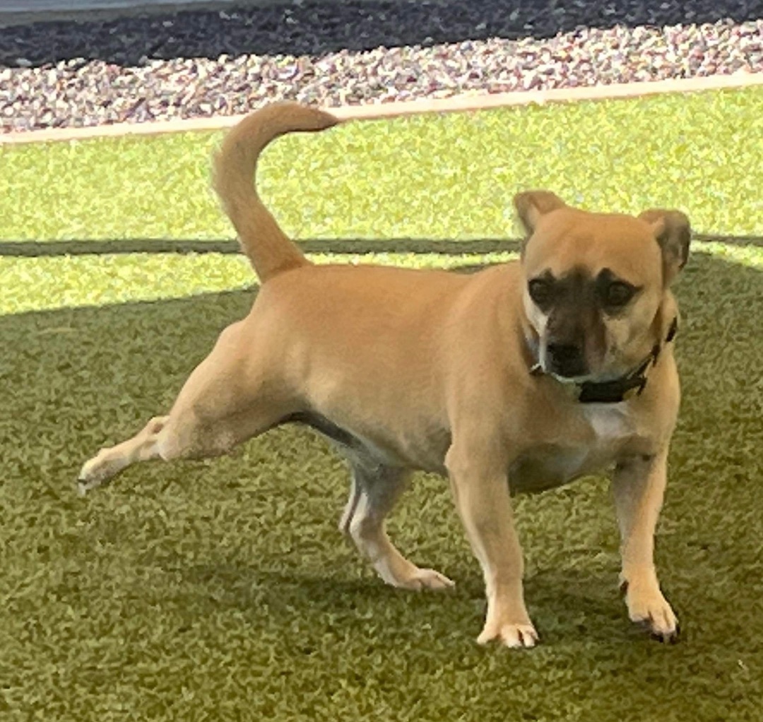 JJ, an adoptable Pug, Chihuahua in Phoenix, AZ, 85028 | Photo Image 2