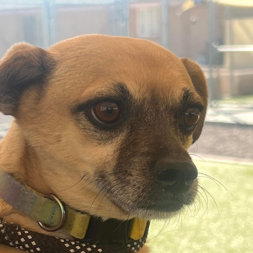 JJ, an adoptable Pug, Chihuahua in Phoenix, AZ, 85028 | Photo Image 3