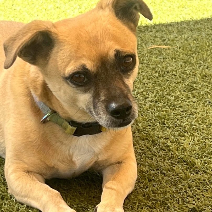 JJ, an adoptable Pug, Chihuahua in Phoenix, AZ, 85028 | Photo Image 1