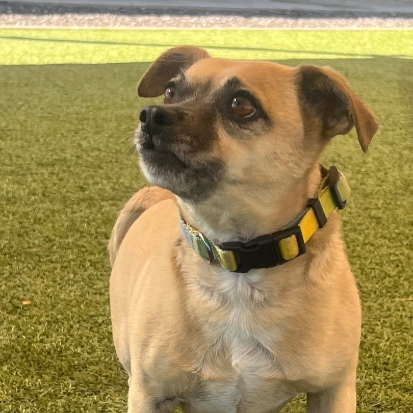 JJ, an adoptable Pug, Chihuahua in Phoenix, AZ, 85028 | Photo Image 4