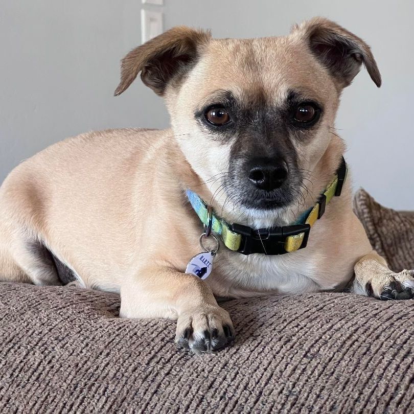 JJ, an adoptable Pug, Chihuahua in Phoenix, AZ, 85028 | Photo Image 5