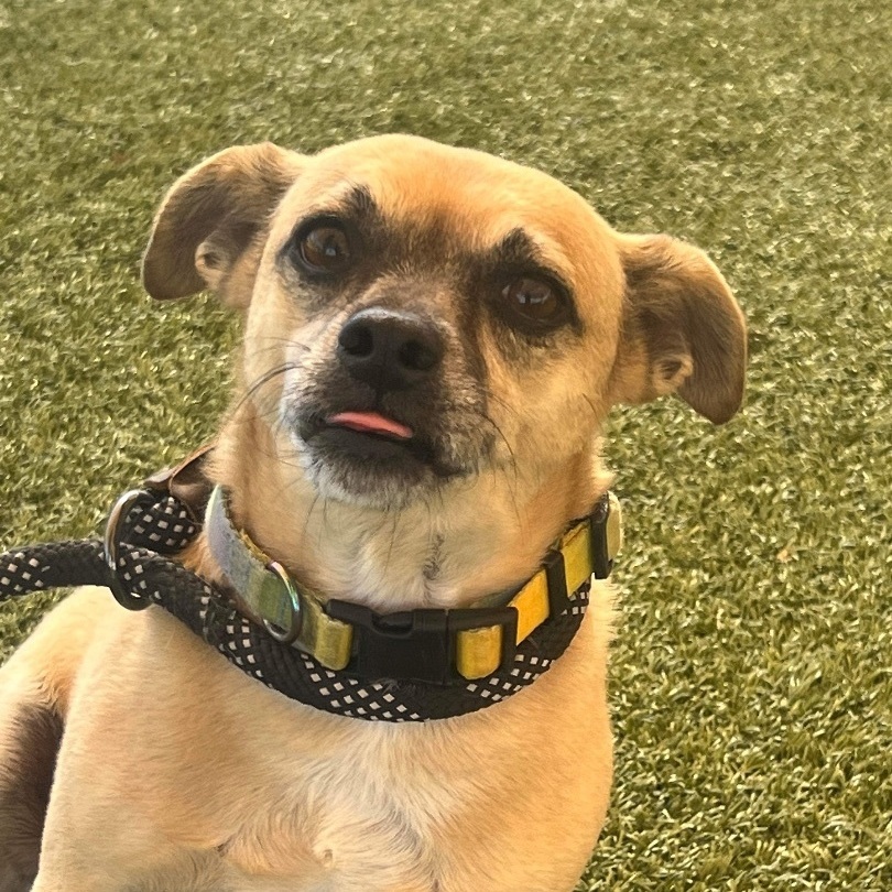 JJ, an adoptable Pug, Chihuahua in Phoenix, AZ, 85028 | Photo Image 6
