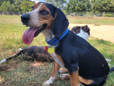 Aloy, an adopted Beagle & Cattle Dog Mix in Athens, GA_image-2
