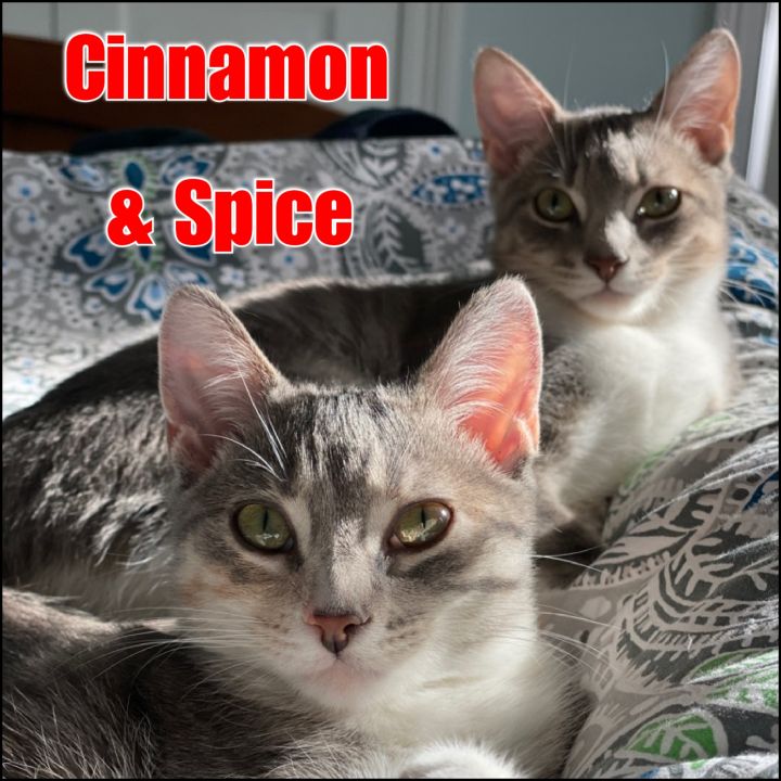Cinnamon & Spice  1