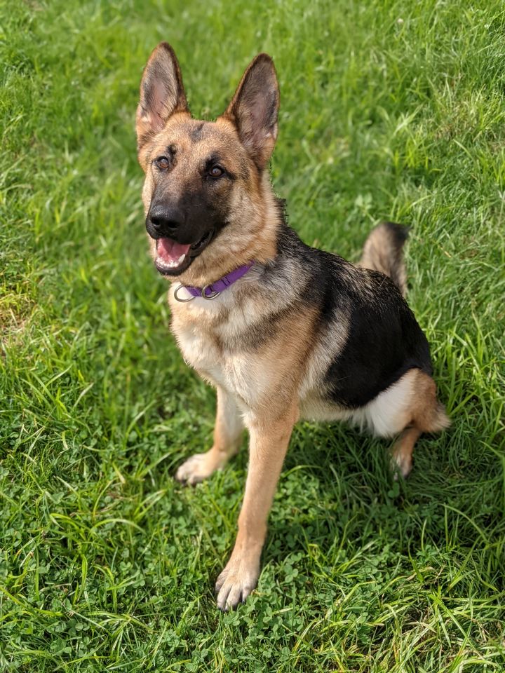 Sasha, an adopted German Shepherd Dog in Onalaska, WI_image-3