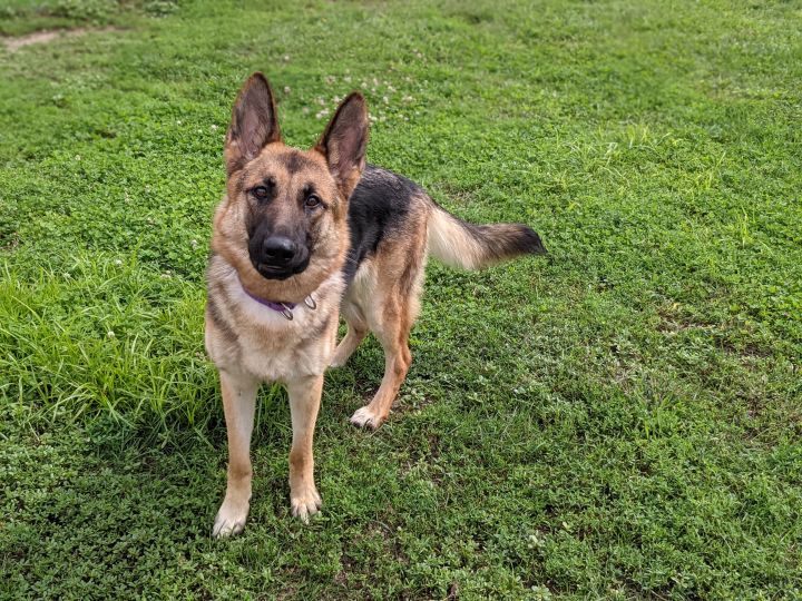 Sasha, an adopted German Shepherd Dog in Onalaska, WI_image-4