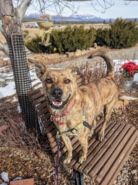 Romeo, an adoptable Mixed Breed in Pagosa Springs, CO, 81147 | Photo Image 2